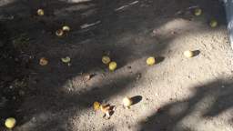 Pears on the ground - Recorded on October 14, 2022, at 4:42PM MT