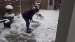Random Insanity - Our dog loves snow