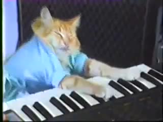 a cat playing the piano