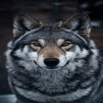 Silverwolf125