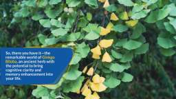 Unveiling Ginkgo Biloba: Memory Boost and Cognitive Clarity