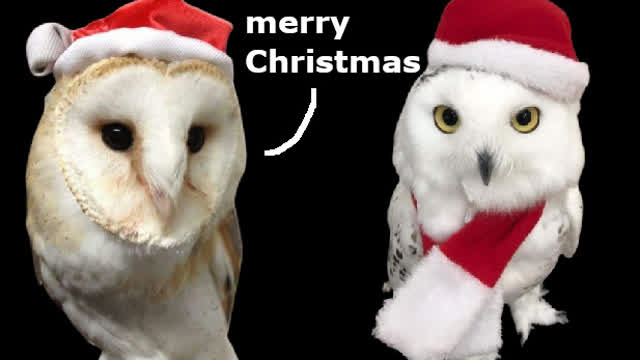 Owlmas Owlmas