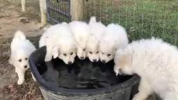 cute puppies drinking water