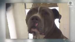 Devoted dog couldn’t stop crying at the shelter after he realized that he had been abandoned