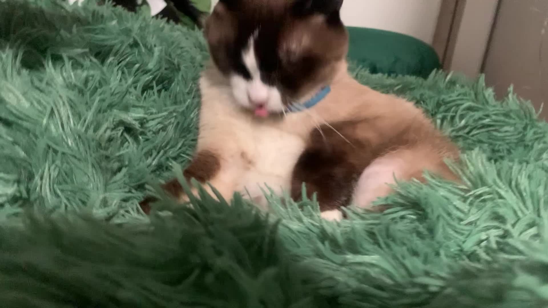 Penis cat immodestly licks himself