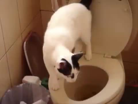 he's a cat flushing a toilet