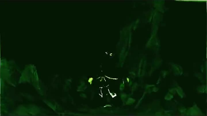 szalone szachy szympansa szymona szalone szachy szympansa szymona