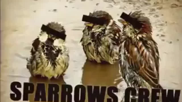 Sparrows Crew - Москва