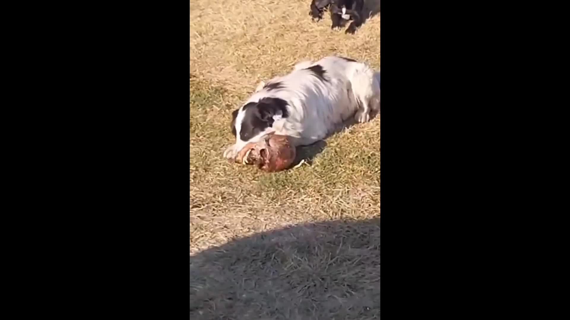 Lindo perrito comiendo un aperitivo