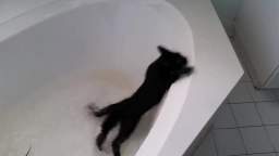 Cat falls in the tub