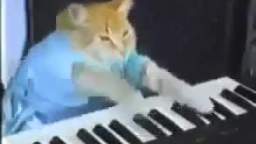 Gato-tocando-el-piano-divertido