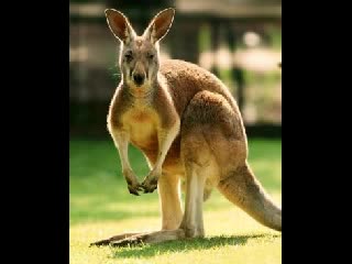 Vida y Obra de Un Troll (de xCalle13x) Vida y Obra de Un Troll (de xCalle13x)