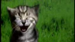 Angry kitten who then laughs