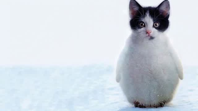 Emotional Catguin Slideshow Emotional Catguin Slideshow