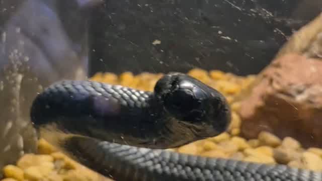 Anthony Giarrusso Reptiles 2 Anthony Giarrusso Reptiles 2