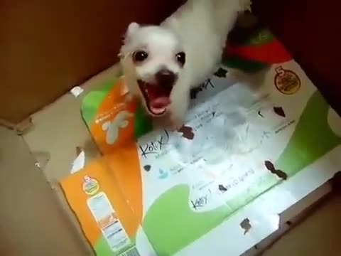 Sorprendente!! Perro hablando (pide bombardear Caracas) Sorprendente!! Perro hablando (pide bombardear Caracas)