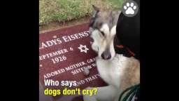 Dogs Crying For Dead Owners 😭  (Really Sad Moments)