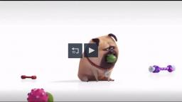 Universal Studios Hollywood TV Commercial, 'The Secret Life of Pets  Off the Leash   Mirror iSpot tv