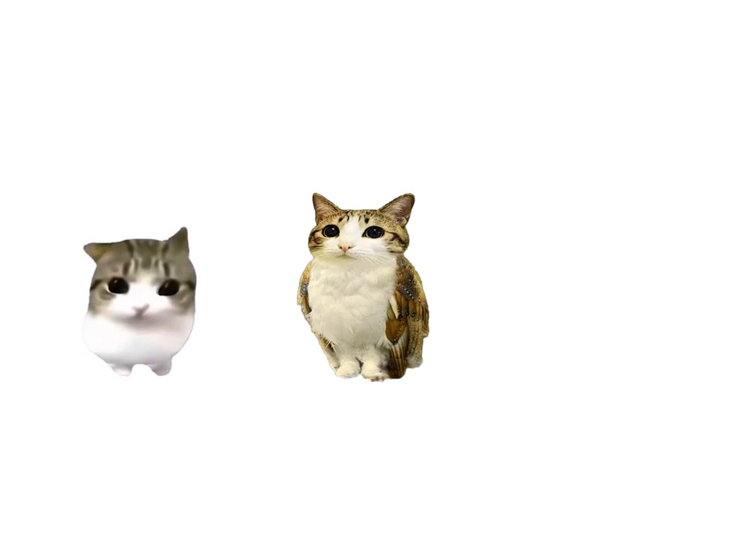 Terranova Cats meme Terranova Cats meme