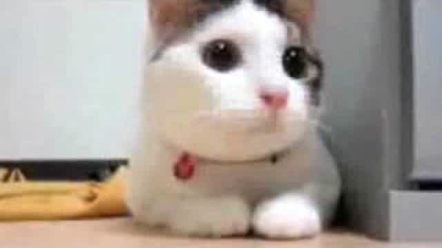 Supercats: Episode 1 — The Funniest Cat Video! Supercats: Episode 1 — The Funniest Cat Video!