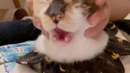 Cat face massage