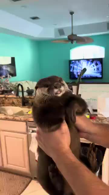 Trial for the otter bite begins