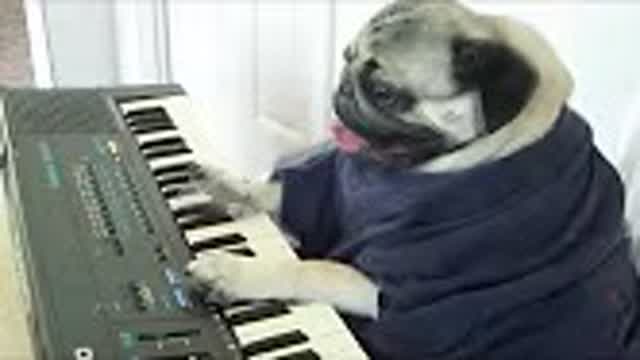 Keyboard DOG