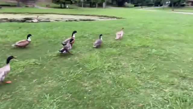 Ducks Ducks