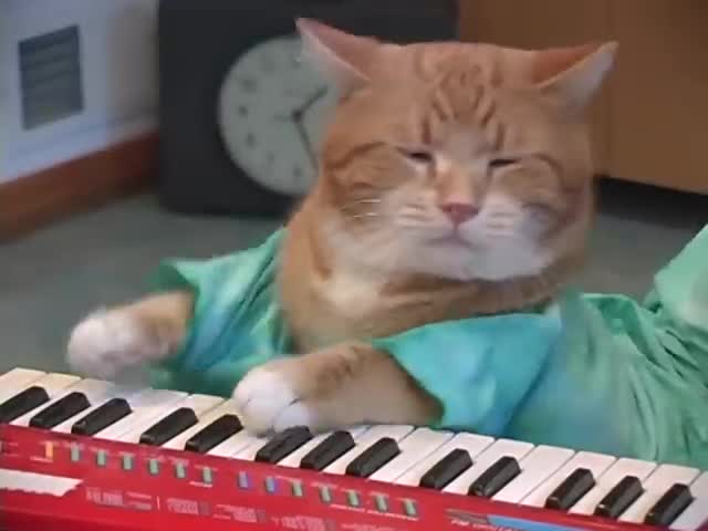 Keyboard Cat REINCARNATED! Keyboard Cat REINCARNATED!