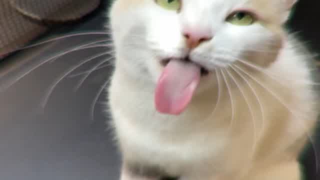 CS:GO Cats Compilation CS:GO Cats Compilation