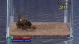 Japanese Bug Fights: Japanese Giant Hornet vs. Israeli Golden Scorpion (S01E15)