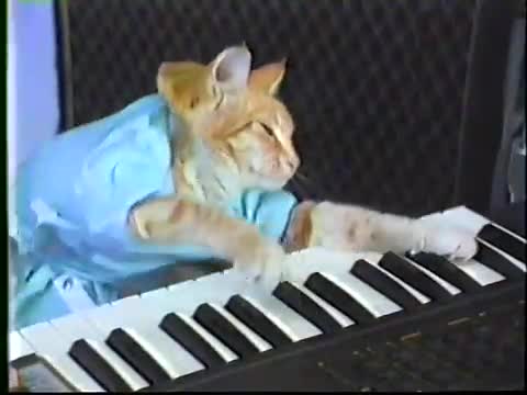 Original "Keyboard Cat" video (1984) Original "Keyboard Cat" video (1984)