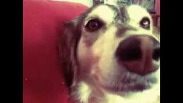 Autotune-Dog Autotune-Dog
