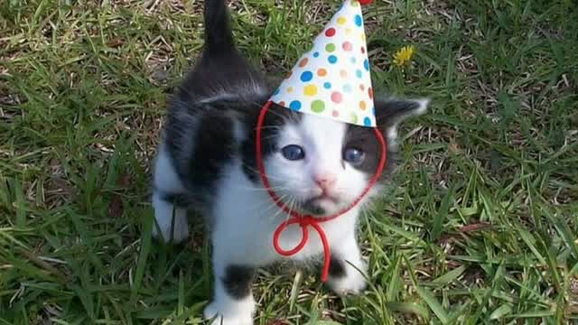 We Love Our Cats!!!!! We Love Our Cats!!!!!