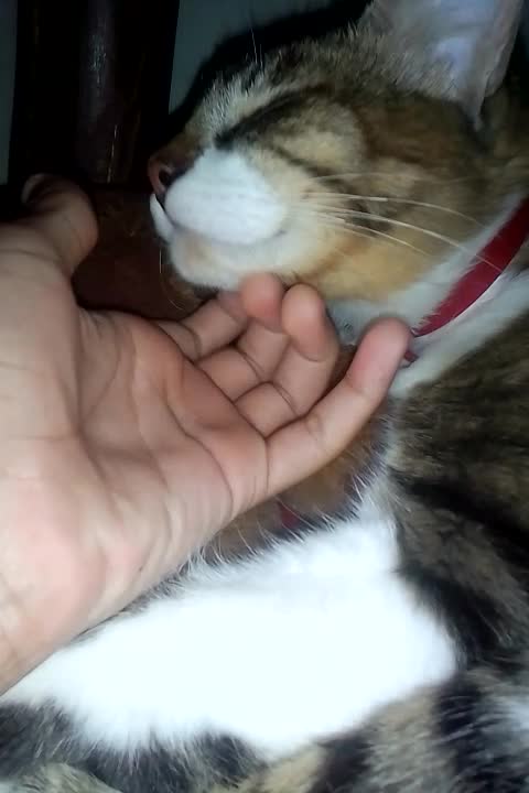 My kitty attack again :3