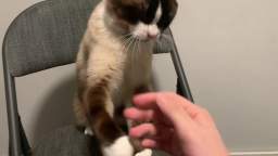 Penis cat learns to throw hands