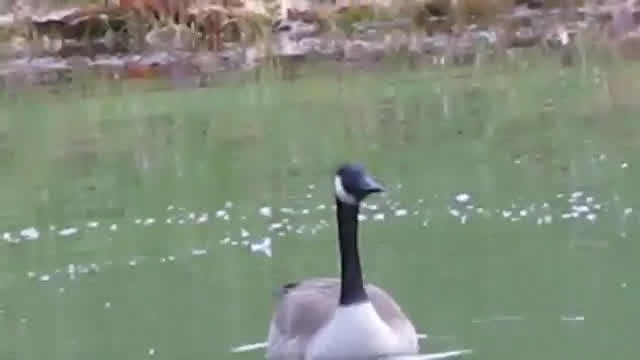 The Geese Take Off