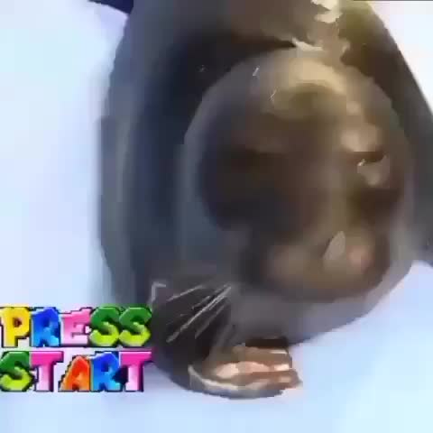 Mario Seal Mario Seal