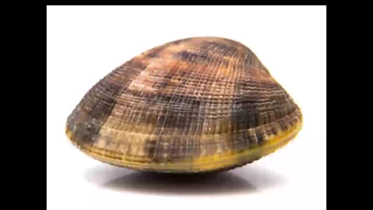 clam music