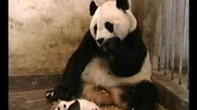 Scared Panda Scared Panda