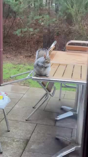 Fat Squirrel